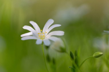 Rabelera Sanal Çayı 'nın narin bahar çiçekleri. Büyülü ışıkta Stellaria holostea). Daha büyük dikişotu çiçeği makrosu. Ormanda bahar çiçeği halısı.