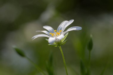 Rabelera Sanal Çayı 'nın narin bahar çiçekleri. Büyülü ışıkta Stellaria holostea). Daha büyük dikişotu çiçeği makrosu. Ormanda bahar çiçeği halısı.