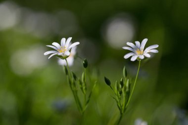 Rabelera Sanal Çayı 'nın narin bahar çiçekleri. Büyülü ışıkta Stellaria holostea). Daha büyük dikişotu çiçeği makrosu. Ormanda bahar çiçeği halısı.