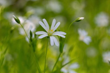 Rabelera Sanal Çayı 'nın narin bahar çiçekleri. Büyülü ışıkta Stellaria holostea). Daha büyük dikişotu çiçeği makrosu. Ormanda bahar çiçeği halısı.
