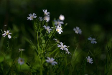 Rabelera Sanal Çayı 'nın narin bahar çiçekleri. Büyülü ışıkta Stellaria holostea). Daha büyük dikişotu çiçeği makrosu. Ormanda bahar çiçeği halısı.