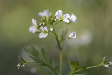 Cardamine bulbifera, Brassicaceae familyasından bir çiçek bitkisidir..