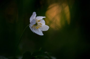 Sihirli akşam ışığında Anemone nemorosa çiçeği. Yumuşak odaklı bahar çiçeği (Anemone nemorosa) şakayığı. Büyülü bahar manzarası