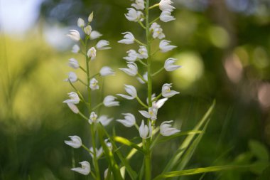 Cephalanthera longifolia, dar yapraklı helleborine, kılıç yapraklı helleborine, uzun soluklu helleborine. Bahar ormanında Sefalanthera longifolia