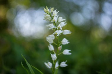 Cephalanthera longifolia, dar yapraklı helleborine, kılıç yapraklı helleborine, uzun soluklu helleborine. Bahar ormanında Sefalanthera longifolia