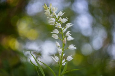 Cephalanthera longifolia, dar yapraklı helleborine, kılıç yapraklı helleborine, uzun soluklu helleborine. Bahar ormanında Sefalanthera longifolia