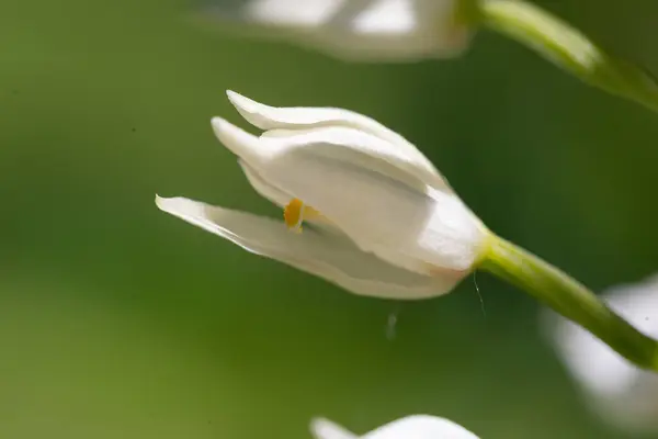 stock image Cephalanthera longifolia, narrow-leaved helleborine, sword-leaved helleborine, long-leaved helleborine. Cephalanthera longifolia in the spring forest