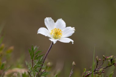 Pulsatilla alpina, Ranunculaceae familyasından bir alp türü. Karpatya dağlarında Pulsatilla Alpina çiçekleri. Nadir bulunan bitki..