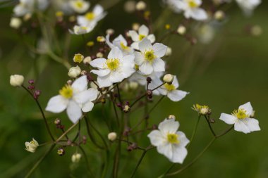 Ranunculus platanifolius, Ranunculaceae familyasından bir bitki türüdür. Ranunculus platanifolius, Karpat dağlarının eşsiz bir bitkisidir..