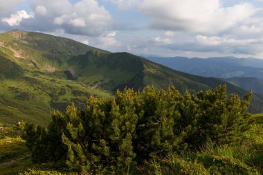 Karpat dağlık kesimlerinde Pinus Mugo, Chornohora, Ukrayna. Chornohora, Ukrayna 'nın en büyük Karpatlar topluluğudur. Karpatya dağ manzarası.