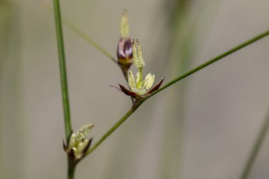 Juncus trifidus - is a flowering plant in the Juncaceae family. Juncus trifidus is a unique plant of the Carpathian highlands.  clipart