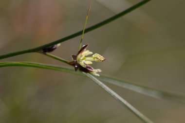 Juncus trifidus, Juncaceae familyasından bir bitki türü. Juncus Trifidus, Karpat dağlarının eşsiz bir bitkisidir.. 