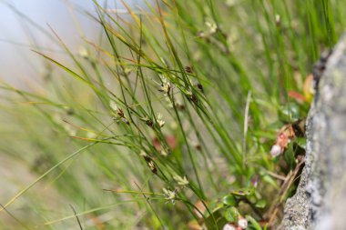 Juncus trifidus, Juncaceae familyasından bir bitki türü. Juncus Trifidus, Karpat dağlarının eşsiz bir bitkisidir.. 