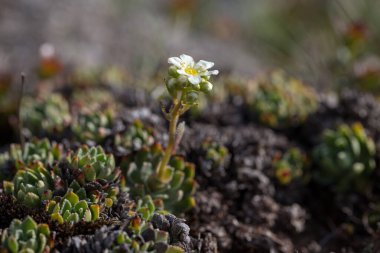Saxifraga paniculata (Alp saksafüratı, kabuklu saksafon, hayat boyu saksafon), Saxifragaceae familyasından bir saksafon bitkisidir. Saxifraga paniklemesi Karpat dağlarının eşsiz bir bitkisidir..