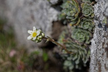 Saxifraga paniculata (alpine saxifrage, encrusted saxifrage, lifelong saxifrage) is a flowering plant in the heath family Saxifragaceae. Saxifraga paniculata is a unique plant of the Carpathian highlands. clipart