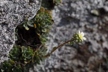 Saxifraga paniculata (Alp saksafüratı, kabuklu saksafon, hayat boyu saksafon), Saxifragaceae familyasından bir saksafon bitkisidir. Saxifraga paniklemesi Karpat dağlarının eşsiz bir bitkisidir..