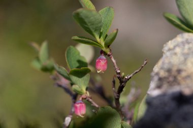 Aşı uliginosum (bataklık yaban mersini, bataklık yaban mersini, kuzey yaban mersini veya batı yaban mersini), Ericaceae familyasından bir çiçek bitkisidir. Aşı Uliginosum subsp. microphyllum.