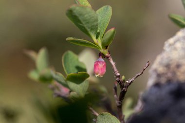 Aşı uliginosum (bataklık yaban mersini, bataklık yaban mersini, kuzey yaban mersini veya batı yaban mersini), Ericaceae familyasından bir çiçek bitkisidir. Aşı Uliginosum subsp. microphyllum.