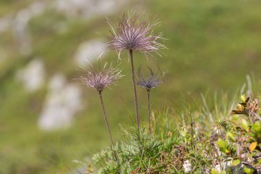 Geum montanum, Alpine Avens, Rosaceae, Wild plant, European flora, mountain flora, botany, plant collection, Carpathian flora, Carpathian ecosystem, Carpathian biosphere reserve, clipart