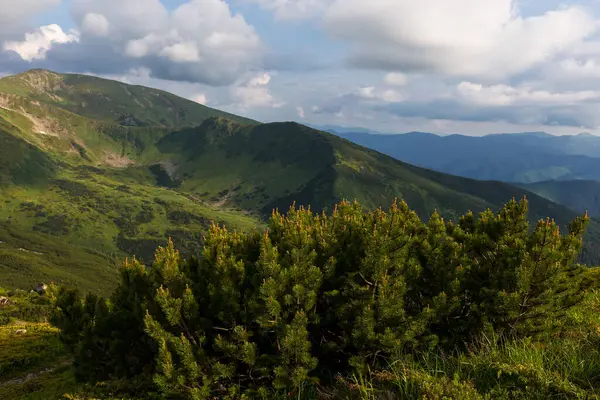 Karpat dağlık kesimlerinde Pinus Mugo, Chornohora, Ukrayna. Chornohora, Ukrayna 'nın en büyük Karpatlar topluluğudur. Karpatya dağ manzarası.