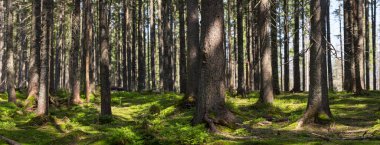 Doğal Spruce Panoraması (Picea abies) Moss ve Fern 'ü aydınlatan güneş ışınlarıyla dolu bir orman. Dağ ladin panoraması Karpatlar 'daki ilkel ormanlar.