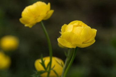 Ranunculaceae ailesinin Trollius Altissimus çiçekli bitkisi. Trollius Altissimus, Karpatya dağlarında yetişen eşsiz bir alp bitkisidir..