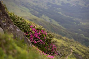 Blooming mountains in summer, magical Carpathians. Carpathian rhododendron (Rhododendron myrtifolium) on the slopes of Chornohora ridge, Carpathians, Ukraine. Image of attractive. Vibrant photo.  clipart