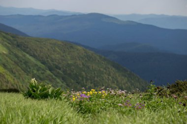 Dağ yaz manzarası, Karpatlar, Chornohora sırtı, Hoverla dağı (2061 m). Çekici bir görüntü. Canlı bir duvar kâğıdı. Sihirli Karpatlar.
