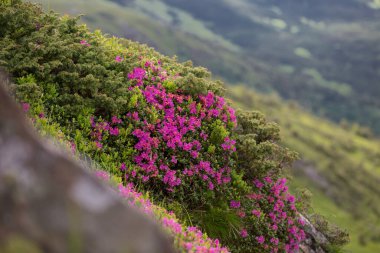 Yazın açan dağlar, büyülü Karpatlar. Karpatya rhododendronu (Rhododendron myrtifolium), Ukrayna 'nın Karpatlar bölgesinde yer alır. Çekici bir görüntü. Canlı bir fotoğraf.. 