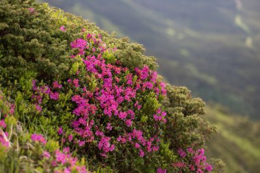 Yazın açan dağlar, büyülü Karpatlar. Karpatya rhododendronu (Rhododendron myrtifolium), Ukrayna 'nın Karpatlar bölgesinde yer alır. Çekici bir görüntü. Canlı bir fotoğraf.. 