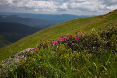 Yazın açan dağlar, büyülü Karpatlar. Karpatya rhododendronu (Rhododendron myrtifolium), Ukrayna 'nın Karpatlar bölgesinde yer alır. Çekici bir görüntü. Canlı bir fotoğraf.. 