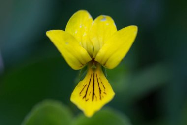 Viola biflora (alp sarı-menekşe, arktik sarı menekşe, iki alt menekşe) çiçek açar. Viola Biblora Karpat Dağları 'ndaki çok güzel ve nadir bir dağ bitkisidir..