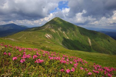 Blooming mountains in summer, magical Carpathians. Carpathian rhododendron (Rhododendron myrtifolium) on the slopes of Mount Hoverla (2061 m), Carpathians, Chornohora ridge. Image of attractive.  clipart