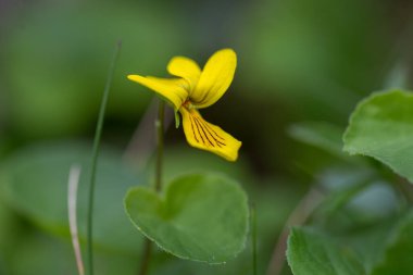 Viola biflora (alp sarı-menekşe, arktik sarı menekşe, iki alt menekşe) çiçek açar. Viola Biblora Karpat Dağları 'ndaki çok güzel ve nadir bir dağ bitkisidir..