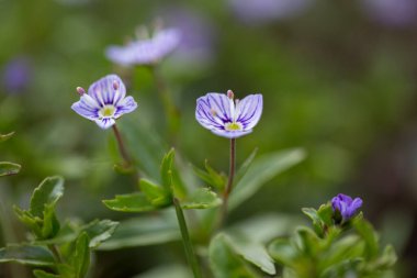 Veronica Baumgartenii, Plantaginaceae familyasından bir bitki türü. Veronica Baumgartenii Karpatya dağlarında çiçek açtı..