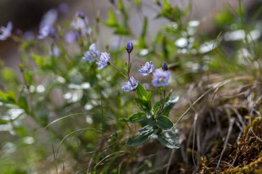 Veronica baumgartenii is a perennial herbaceous plant of the Plantaginaceae family. Veronica baumgartenii blooms in the Carpathian highlands. clipart