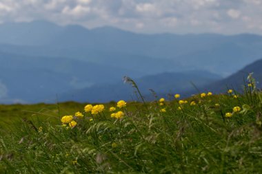 Ranunculaceae ailesinin Trollius Altissimus çiçekli bitkisi. Trollius Altissimus, Karpatya dağlarında yetişen eşsiz bir alp bitkisidir..