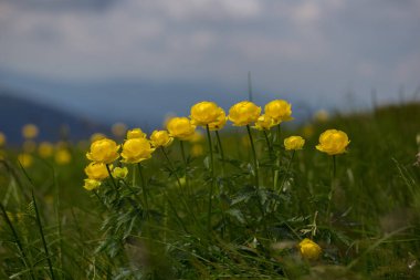 Ranunculaceae ailesinin Trollius Altissimus çiçekli bitkisi. Trollius Altissimus, Karpatya dağlarında yetişen eşsiz bir alp bitkisidir..