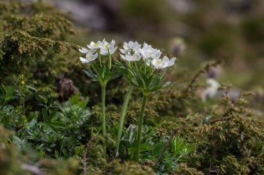 Narcissus anemone (Anemonastrum narcissiflorum), Ranunculaceae familyasından bir dağ bitkisidir. Karpatlar 'da Anemonastrum narsiflorum çiçek açıyor..