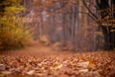 Kayın ormanında sonbahar. Sonbahar kayın yaprakları orman zeminiyle güzel bir doğa örtüsü oluşturur. Ormanda bir yolculuk. Duvar kağıdı arka plan Ormanı Sonbaharı.