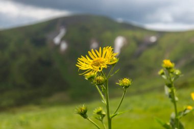 Avusturya leopar felaketi (Doronicum austriacum) Asteraceae ailesinin yaz aylarında Ukrayna 'daki Karpatlar' da yetiştirdiği bitki.