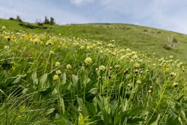 White flowers of Allium victorialis (victory onion, Alpine leek, Alpine broad-leaf allium) in summer Carpathian mountains, Ukraine. Unique mountain phytocenoses of the Carpathians. clipart