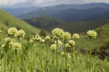 Allium Victorialis 'in beyaz çiçekleri (zafer soğanı, Alp pırasası, Alp geniş yapraklı ittifakı) Ukrayna' nın yaz karpatya dağlarında. Karpatlar 'ın eşsiz bitki örtüsü..