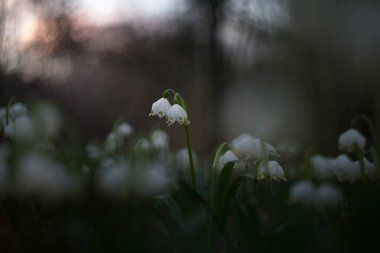 İlk bahar çiçekleri bahar kar taneleri (Leucojum vernum) büyülü bir akşam ışığında bir orman biyopolunda. Bahar kar tanesi - ilkbahar çiçekleri geçicidir