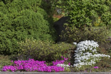 Modern bir bahçede çiçek açan halı Phlox subulata (sürünen fenox, yosun phlox). Modern peyzaj alanında toprak örtüsü çiçekli Phlox subulata. Beyaz ve pembe halı sürünen çiçek çiçekleri.
