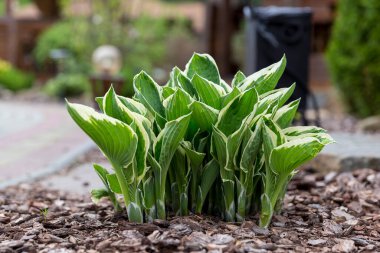 Hosta - modern peyzaj parkı ve bahçe tasarımı için dekoratif bir bitki. Hosta (Funkia, muz zambakları) bahçede. Kapalı yeşil ve beyaz yapraklar.