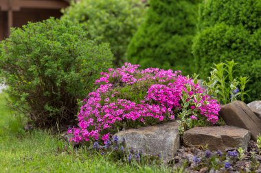 Modern bir bahçede çiçek açan halı Phlox subulata (sürünen fenox, yosun phlox). Çağdaş peyzaj alanında toprak örtüsü çiçekli Phlox subulata. Çiçeklerden oluşan beyaz ve pembe halı sürünüyor.