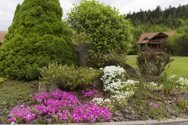 Modern bir bahçede çiçek açan halı Phlox subulata (sürünen fenox, yosun phlox). Çağdaş peyzaj alanında toprak örtüsü çiçekli Phlox subulata. Çiçeklerden oluşan beyaz ve pembe halı sürünüyor.