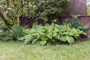Hosta - modern peyzaj parkı ve bahçe tasarımı için dekoratif bir bitki. Hosta (Funkia, muz zambakları) bahçede. Kapalı yeşil ve beyaz yapraklar.