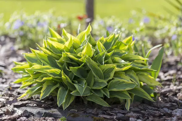 Hosta - modern peyzaj parkı ve bahçe tasarımı için dekoratif bir bitki. Hosta (Funkia, muz zambakları) bahçede. Kapalı yeşil ve beyaz yapraklar.